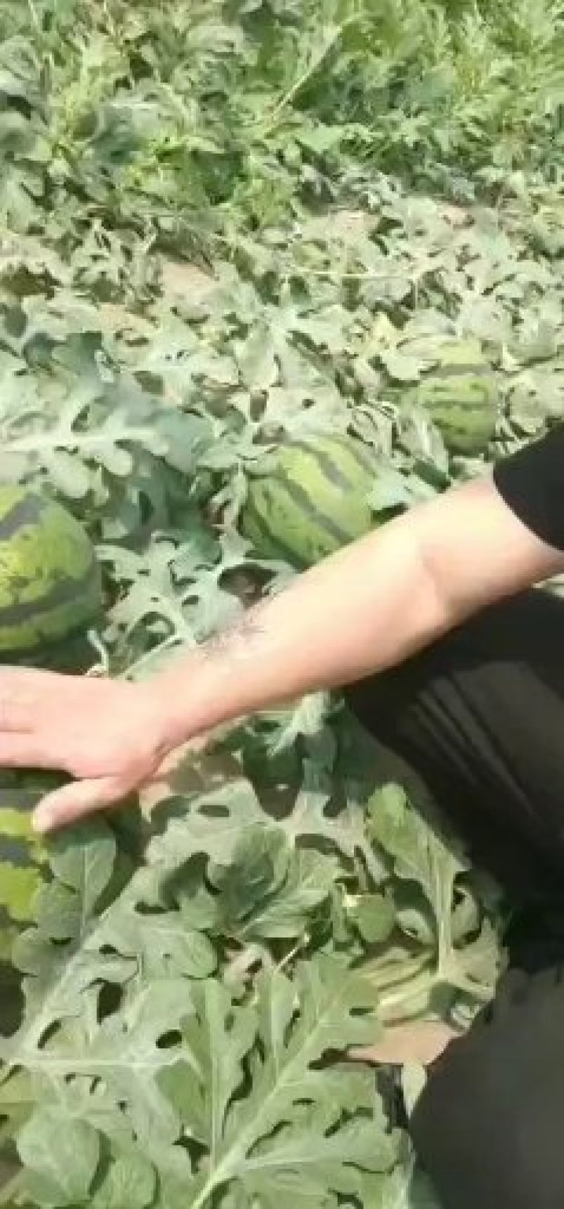 西瓜大棚甜王，大红瓤，含糖量高耐运输