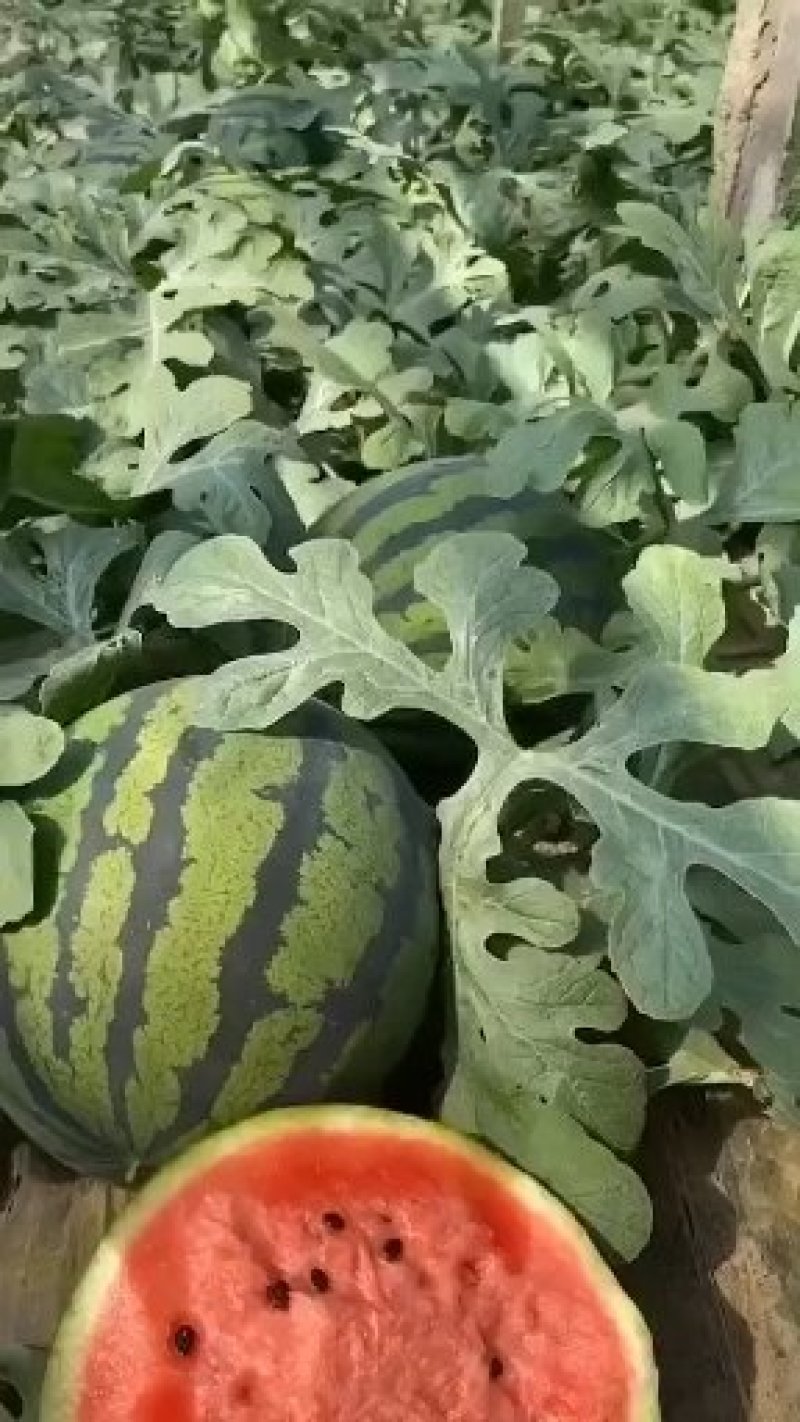 甜王西瓜现摘现卖，皮薄肉嫩，欢迎咨询