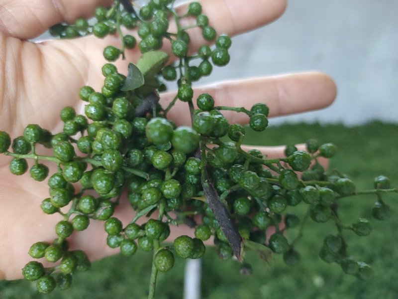 江津九叶青花椒，预售，需要的朋友联系