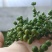 江津九叶青花椒，预售，需要的朋友联系