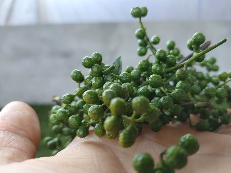 江津九叶青花椒，预售，需要的朋友联系