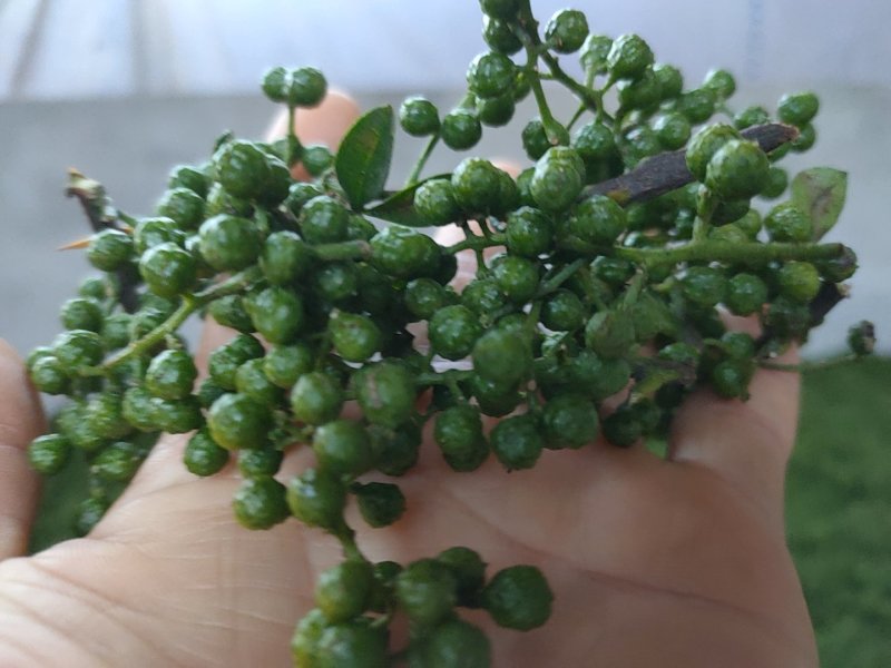 江津九叶青花椒，预售，需要的朋友联系