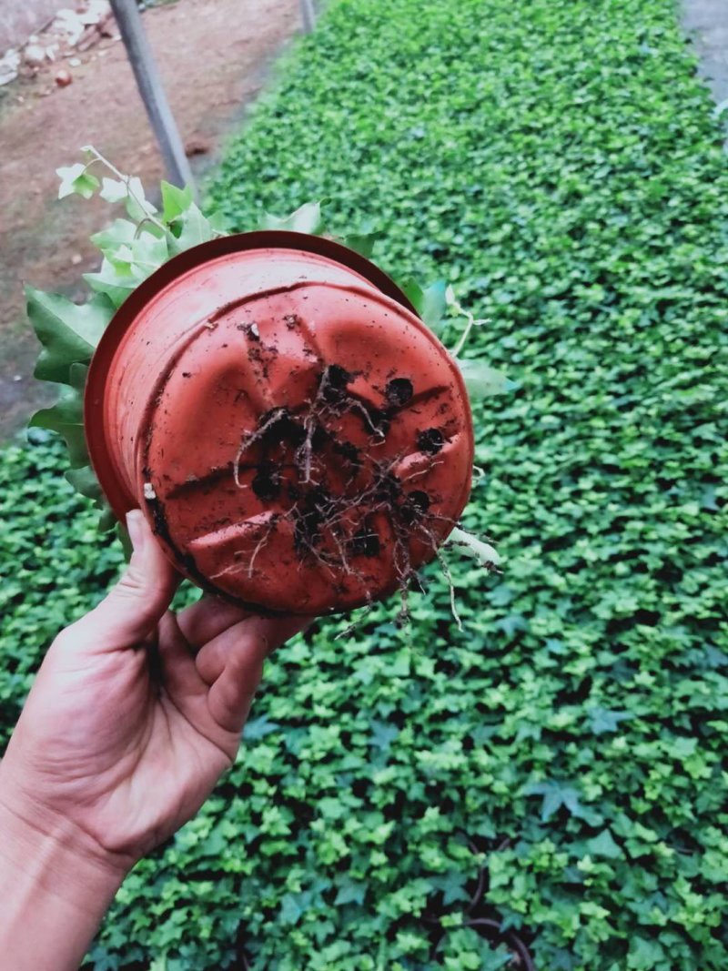 常春藤自家基地种植150盆