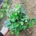 常春藤自家基地种植150盆