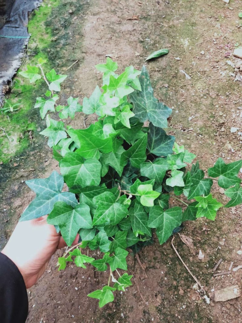 常春藤自家基地种植150盆