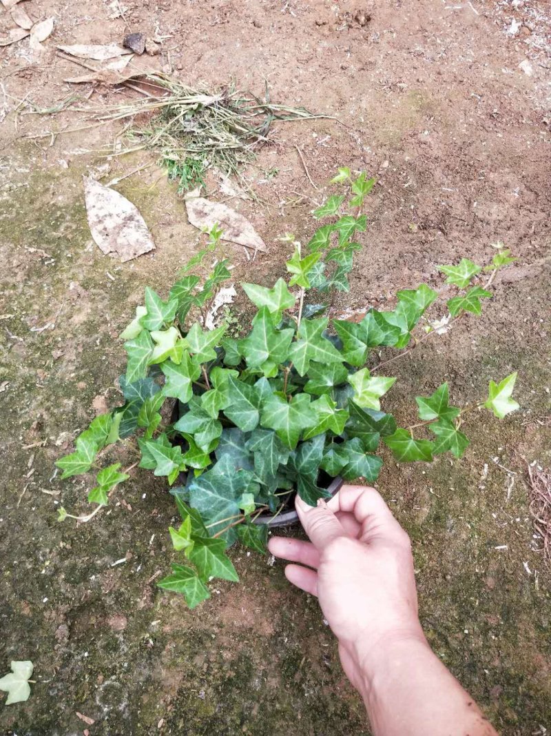 常春藤自家基地种植150盆