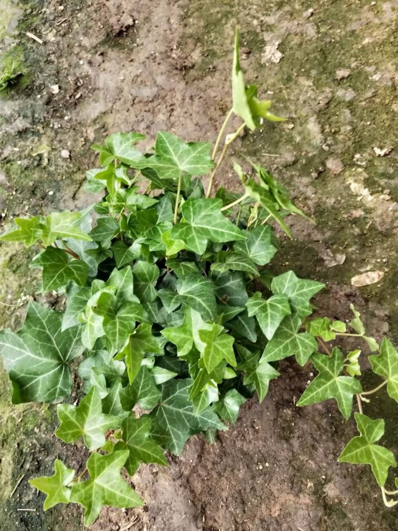 常春藤自家基地种植150盆