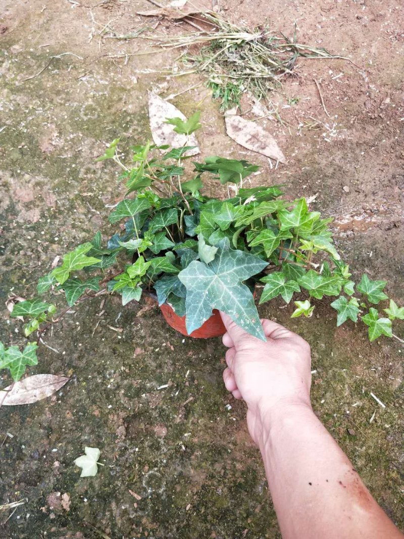 常春藤自家基地种植150盆