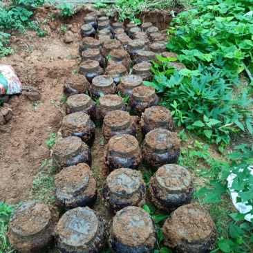 粤北地窖酒纯粮酒送礼佳品