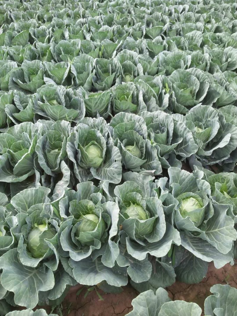甘肃白银甘蓝颜色绿，圆包菜叶片紧，品质好，欢迎来电选购