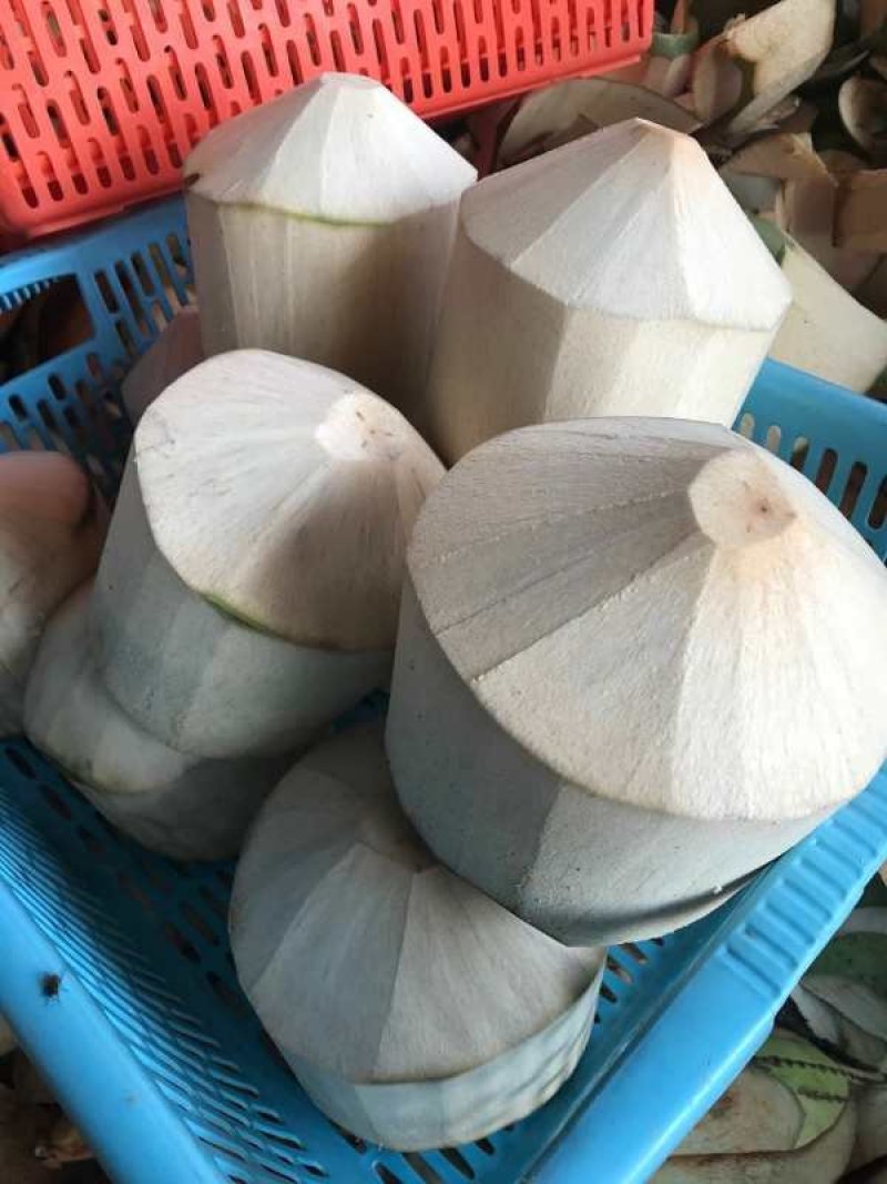 海南椰子