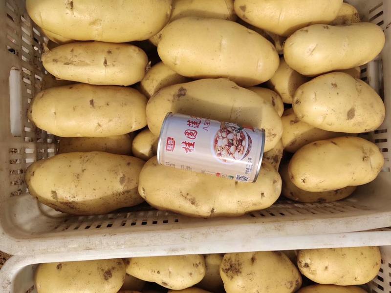 山东土豆山东冷库土豆荷兰十五土豆大量现货全国发货