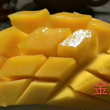 芒果之乡百色田东金煌芒果，支持一件代发！