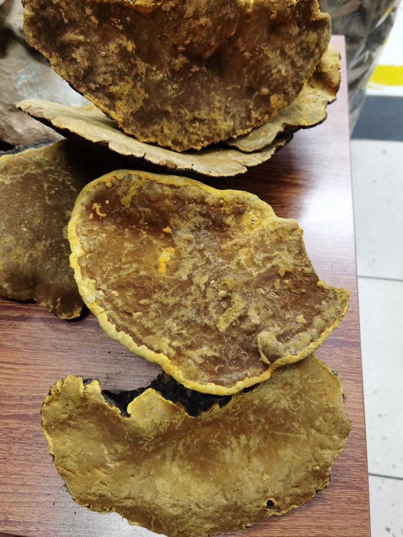 野生桑树桑黄桑树桑黄一公斤起包邮质量保证