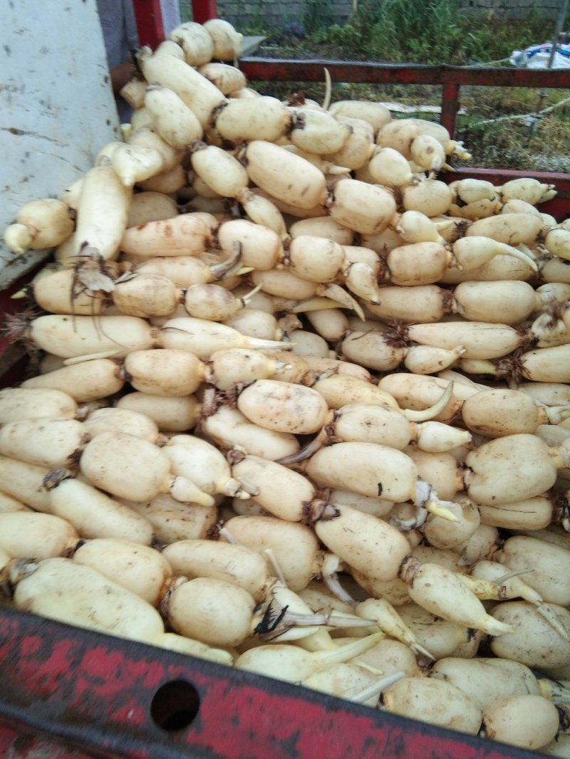 莲藕，A货泥莲藕，洗藕都有。本地货大量上市，