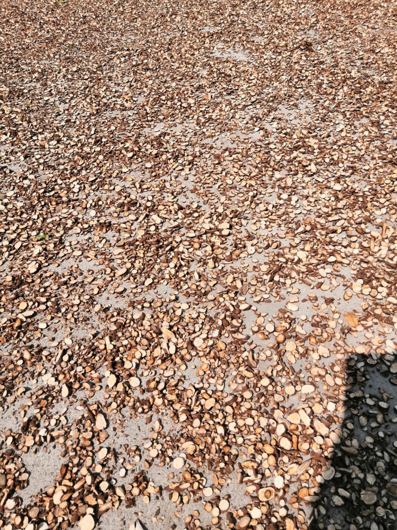白术：白术芽干货.大白术个子统货特价白术小圆片量大包邮。