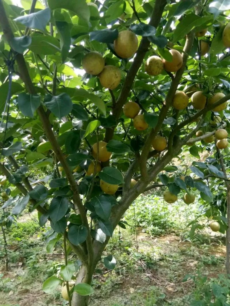 柳州市柳江区里高青花梨