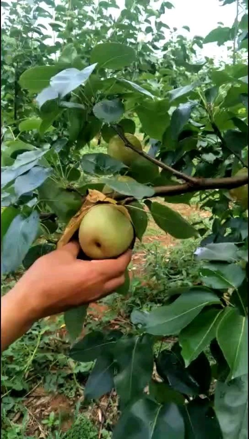 柳州市柳江区里高青花梨