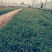 青绿苔草各种绿化苗木基地直发价格优惠量大从优