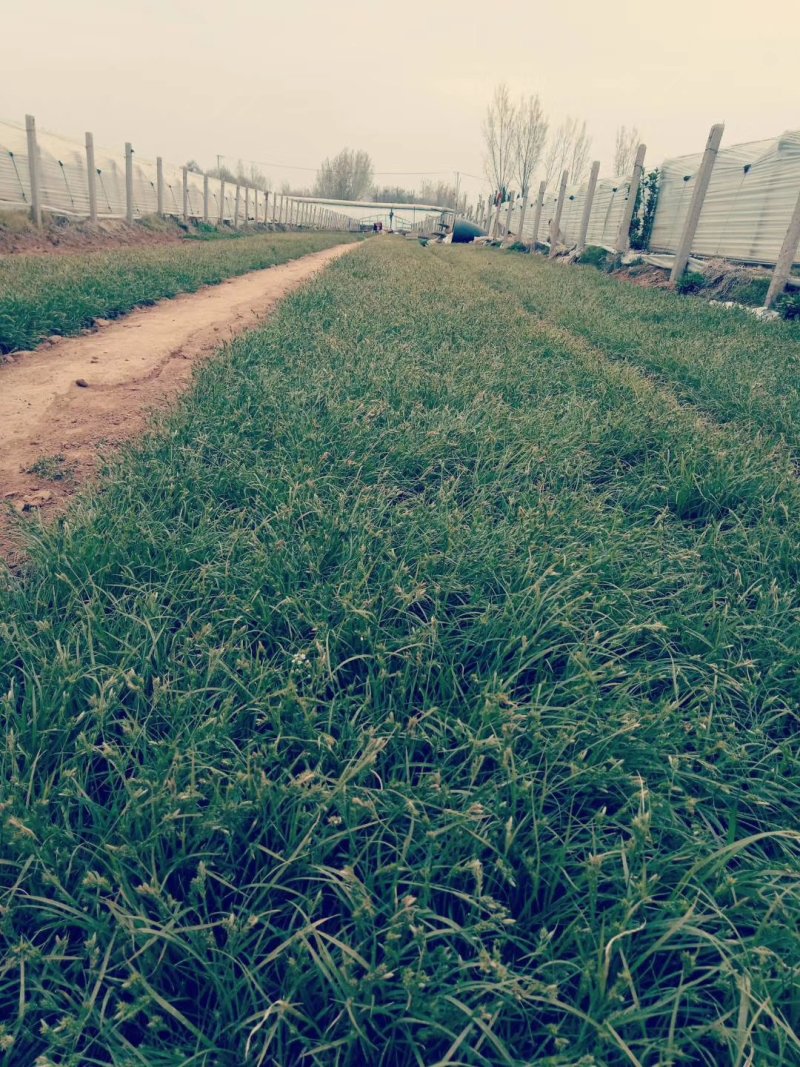 青绿苔草各种绿化苗木基地直发价格优惠量大从优