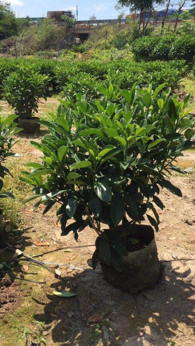 非洲茉莉花四季常绿非洲茉莉苗