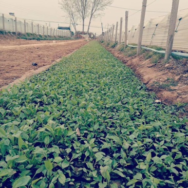 各种宿根花卉鼠尾草等基地直发价格优惠