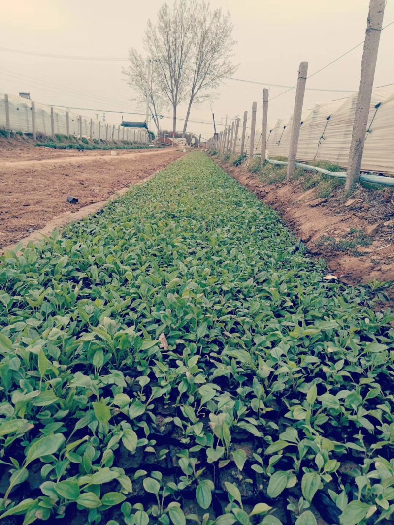 各种宿根花卉鼠尾草等基地直发价格优惠