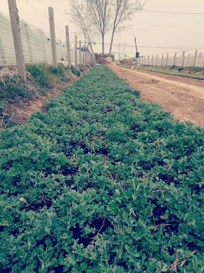 各种地被花卉地被菊常春藤松果菊等基地直发价格优惠