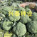【绿箭】西兰花种子、中晚熟、花球蘑菇型、耐寒性好、蕾粒小