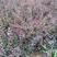 河北定州红叶小檗紫叶小卜绿篱园林绿化苗木树苗庭院彩叶灌木