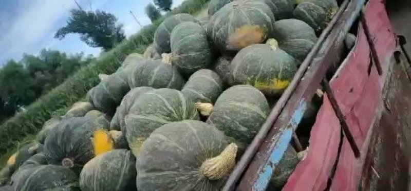 绿南瓜，香糯粉甜，口感好，耐运输，质量保证