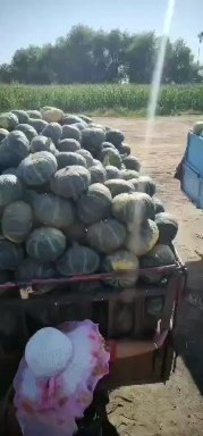 绿南瓜，香糯粉甜，口感好，耐运输，质量保证