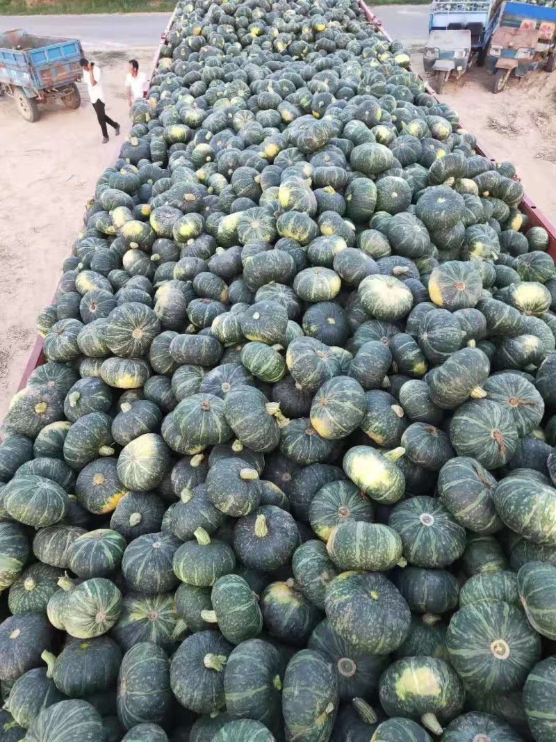 绿南瓜，香糯粉甜，口感好，耐运输，质量保证