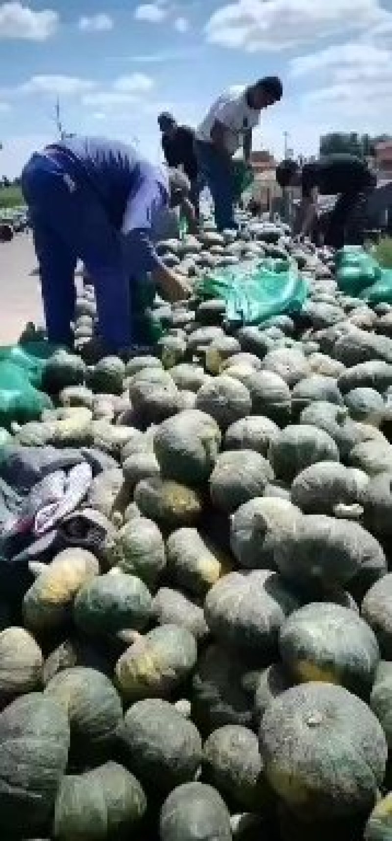 绿南瓜，香糯粉甜，口感好，耐运输，质量保证