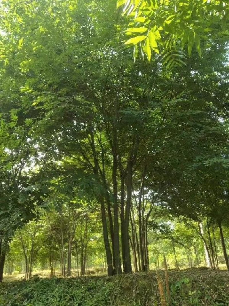 丛生榉树，大量现货，一手货源