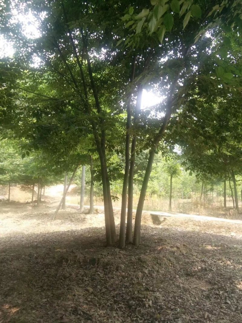 丛生榉树，大量现货，一手货源