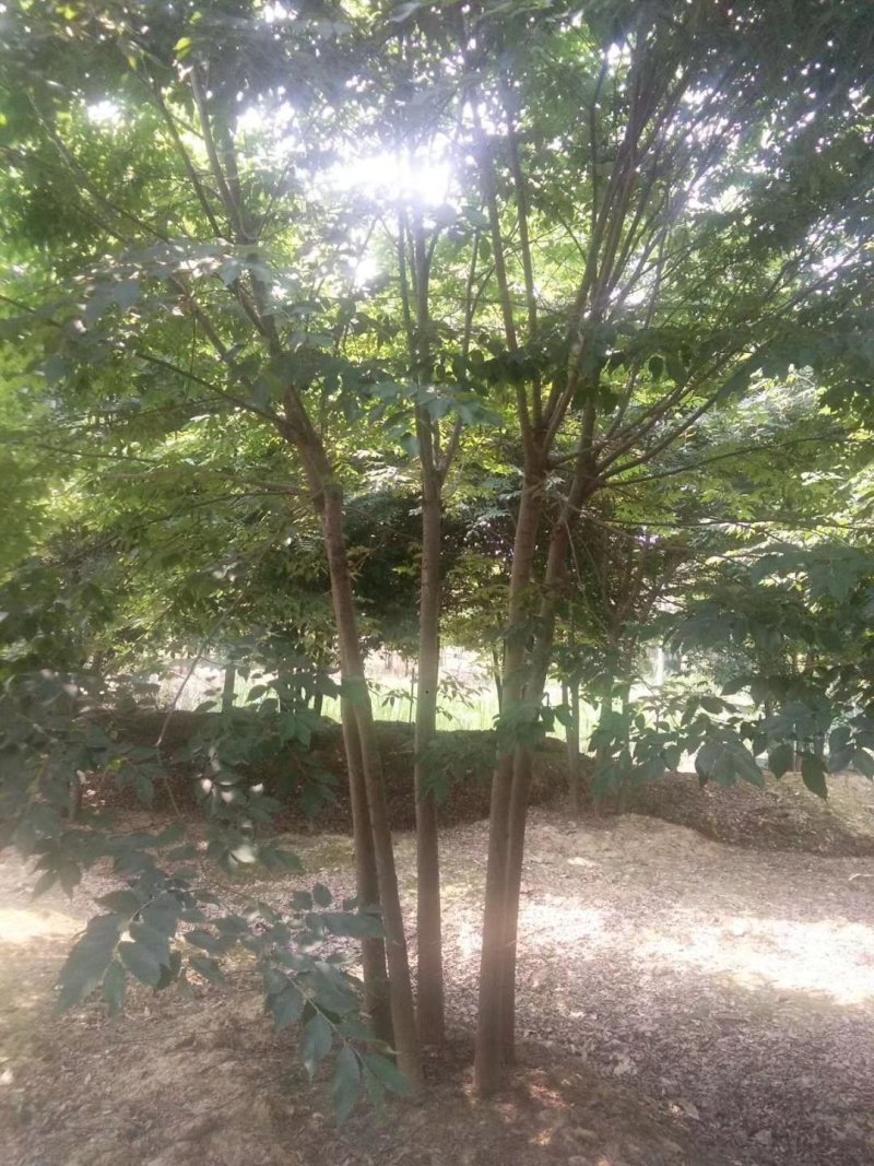 丛生榉树，大量现货，一手货源