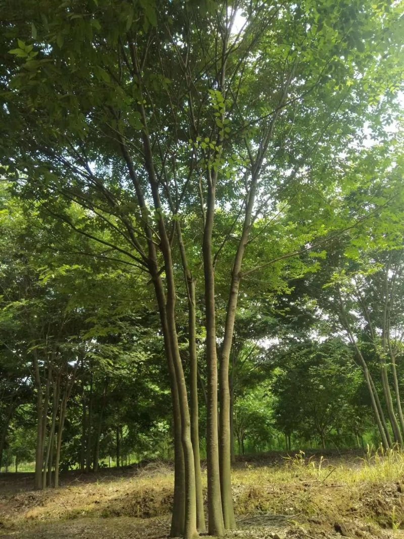 丛生榉树，大量现货，一手货源