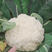 青梗松花菜种子定植后80天采收早熟性、耐寒性好