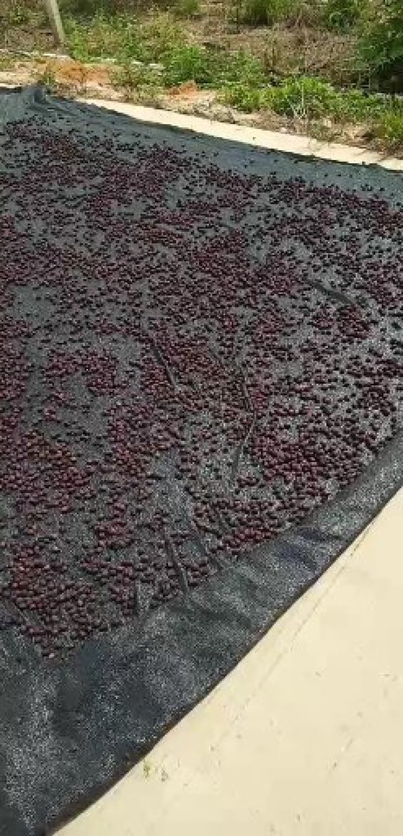 稔子干一件代发一手货源产地直销品质保证价格优惠