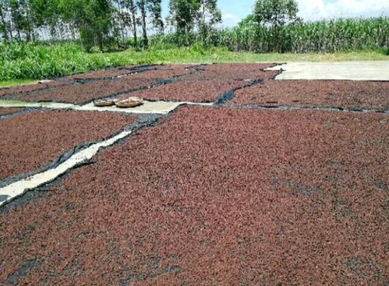 稔子干一件代发一手货源产地直销品质保证价格优惠