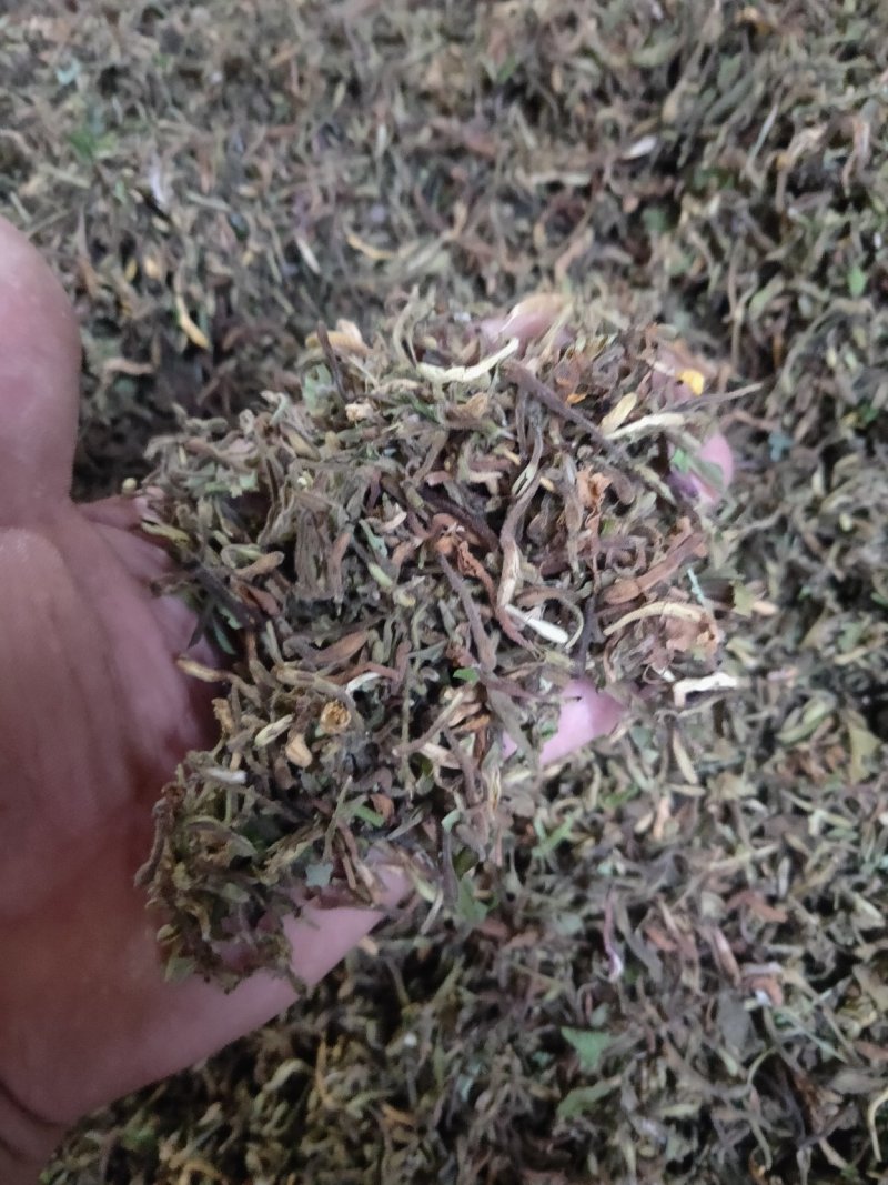 野生金银花