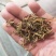 野生金银花