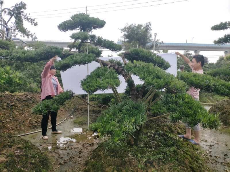临水式造型罗汉松，价格便宜，值得拥有