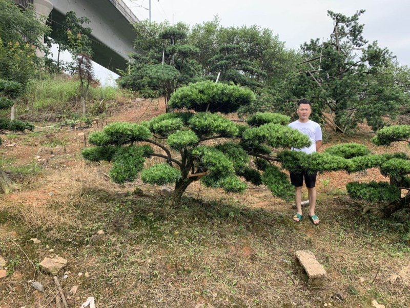 临水式造型罗汉松，价格便宜，值得拥有