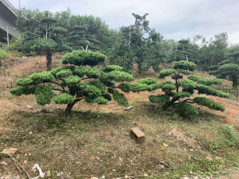 临水式造型罗汉松，价格便宜，值得拥有
