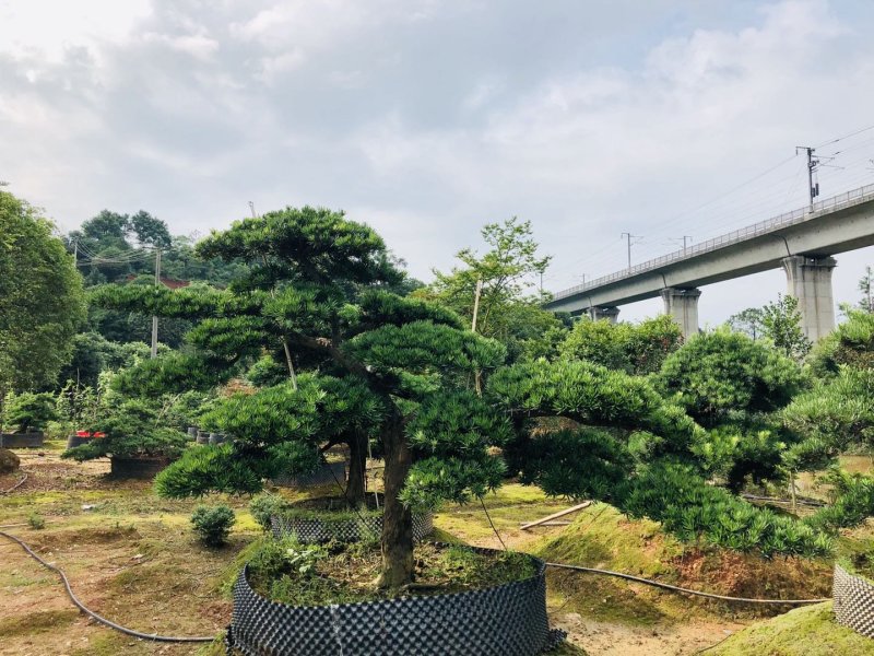 临水式造型罗汉松，价格便宜，值得拥有