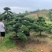 临水式造型罗汉松，价格便宜，值得拥有