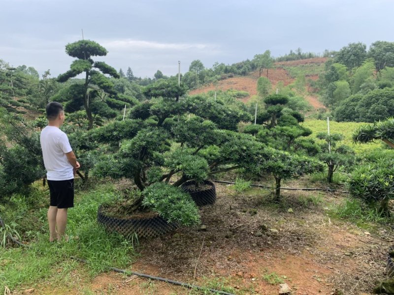 临水式造型罗汉松，价格便宜，值得拥有