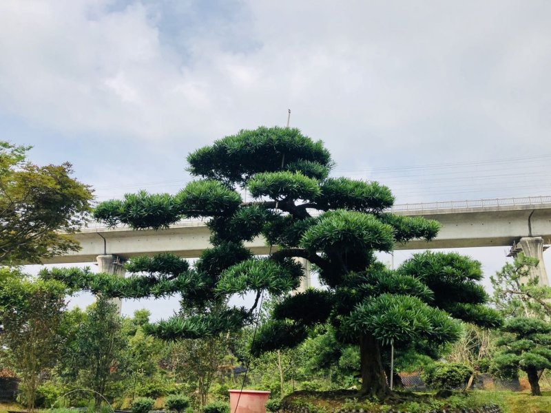 临水式造型罗汉松，价格便宜，值得拥有